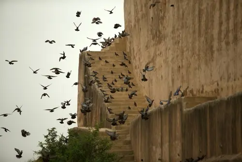 Alila Fort Bishangarh - Other Facilities - Others 47